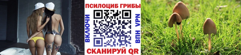 Галлюциногенные грибы Psilocybe  Кущёвская 